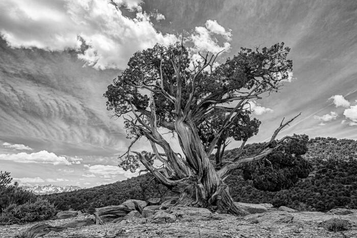 Josh Patterson The Bristlecone Monochrome