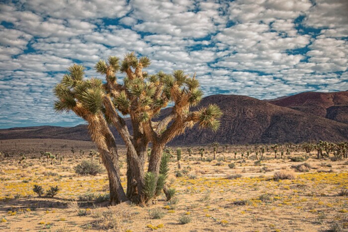 Josh Patterson_Mojave Morning