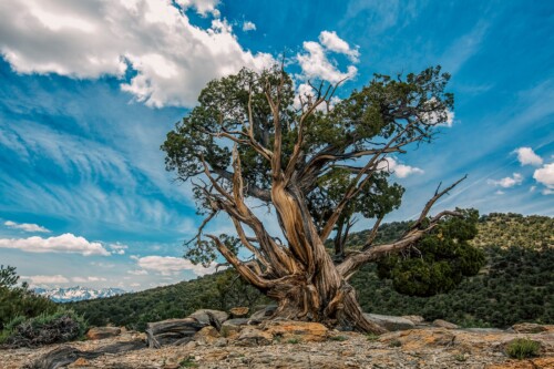 Josh Patterson_The Bristlecone