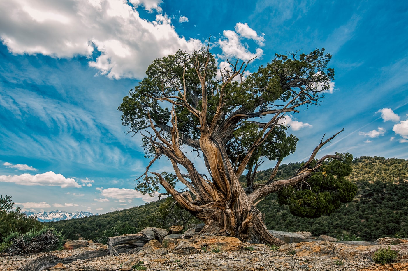 JOSH PATTERSON, The Bristlecone (Color), 2020/2023